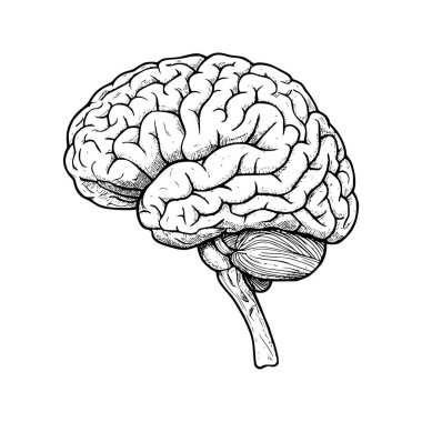 Klasik eskiz tarzında detaylı beyin çizimi, eğitim materyalleri, tıbbi tasarımlar ve kavramsal sağlık grafikleri için mükemmel..