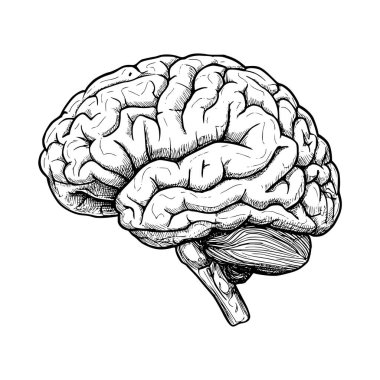 Detaylı bir anatomik beyin çizimi nörobilimi sergiler, tıbbi tasarımlar ve sanatsal yeteneği olan eğitici uygulamalar için mükemmeldir..