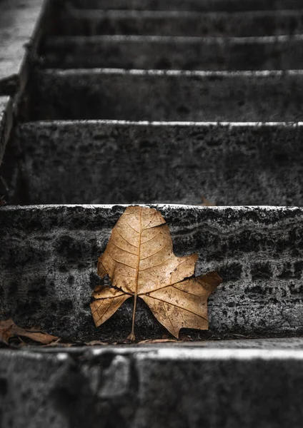 Herbst Hintergrund Mit Trockenen Blättern Auf Der Alten Steintreppe — Stockfoto