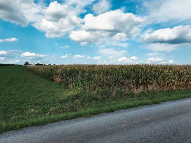 Mısır alan bir yolda bir kırsal york County, pennsylvania.