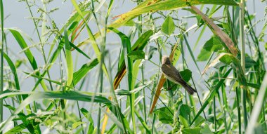 Söğüt bülbülü bir ağaç dalında oturuyor