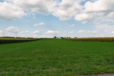 Bir mısır tarlası ve yeşil çayırın yanındaki çimenli yolda.