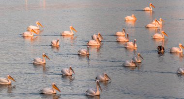 A group of a white pelicans rest on the morning sunlight