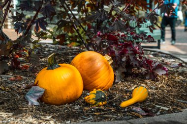 Photo of two  pumpkin squash on grass covered with autumn leaves. Two orange  pumpkin 