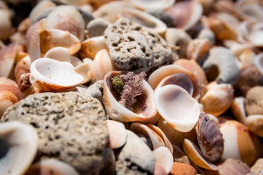 Mixed colorful sea shells and small stones  background