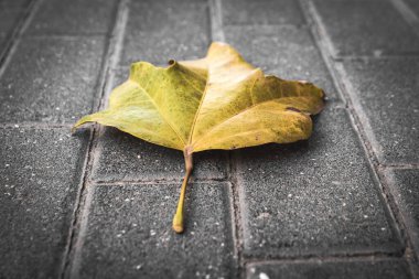 A lonely yellow leaf on a gray asphalt.