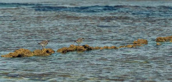 two birds stand on stones in the sea