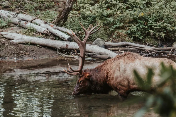 Red deer with big antlers standing and drinking from river 