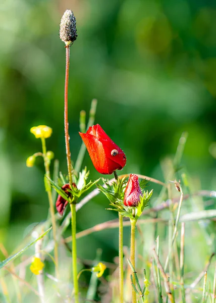 The red poppy flower with the small snail on the petal and  green environment unfocused background (bokeh effect)