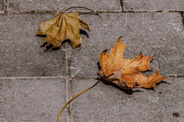 Akçaağaç yaprakları sonbaharda yolda uzanır.