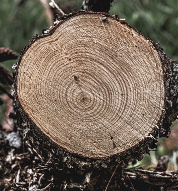 Ağaç kütüğü devrilmiş. Yıllık halkalarıyla gövdenin bir parçası. Ağaç kes..