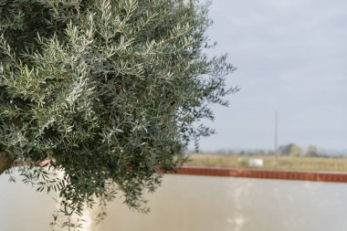 Portekiz 'de güzel bir günde zeytin dallarına ve sonbaharda bu zeytinlere yakın çekim