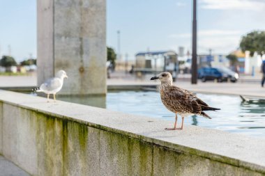 Povoa de Varzim, Porto, Portugal - October 22, 2020: detail and street atmosphere in the passage of the joyful promenade 