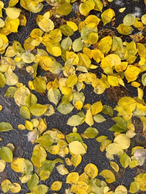 Ukrayna 'da bir yerde sonbahar yaprakları. Memleketimi keşfetmek için güzel bir hava.