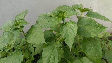 Büyük yapraklı yeşil bir bitkinin yakın çekim görüntüsü.