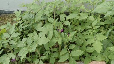 Bahçede yetişen bir domates bitkisinin yakın plan görüntüsü. 