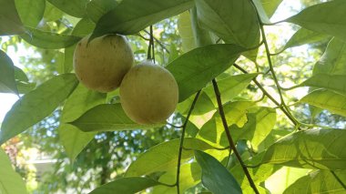 Güneşli bir günde yaprakları olan bir dalda iki yeşil hindistan cevizi meyvesi..