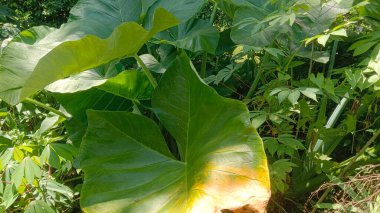 Sarı yapraklı büyük yeşil yaprakların yakın çekim görüntüsü.