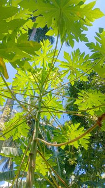 Yeşil yaprakları ve mavi gökyüzü olan bir papaya ağacı.