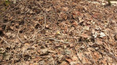 A close-up shot of a pile of dry leaves and branches on the grou clipart