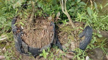 İki saksıda kök salmış, siyah plastik petrolde büyüyen bitkiler.