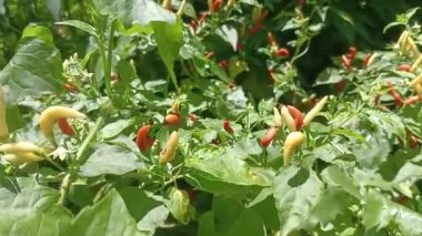 Yeşil yapraklı, kırmızı ve sarı biberli kırmızı biberli biber bitkisinin yakın çekimi..