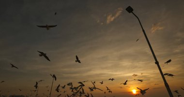 Martı sürüsü silueti gün batımında gökyüzünde uçuyor