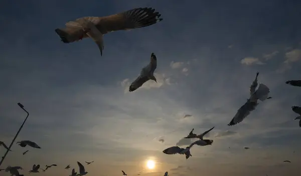 Стадо Чайки Летит Небе Заката — стоковое фото