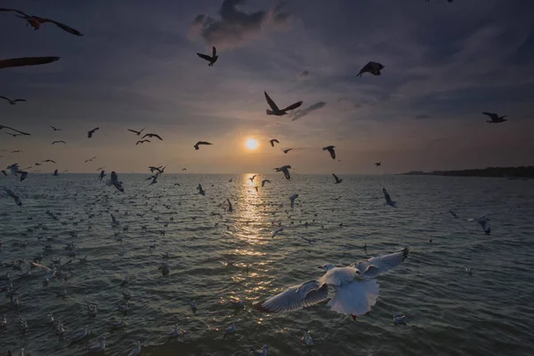 Чайка Летит Среди Своей Стаи Закатном Море — стоковое фото