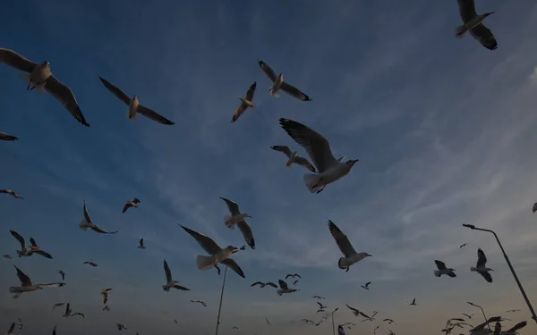 海鸥群轮廓在夕阳西下的天空中飞翔 — 图库照片