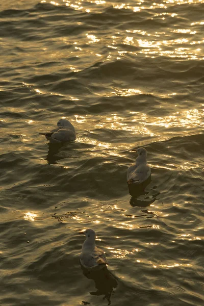 Чайки Плавают Золотой Блестящей Поверхности Моря Время Захода Солнца — стоковое фото