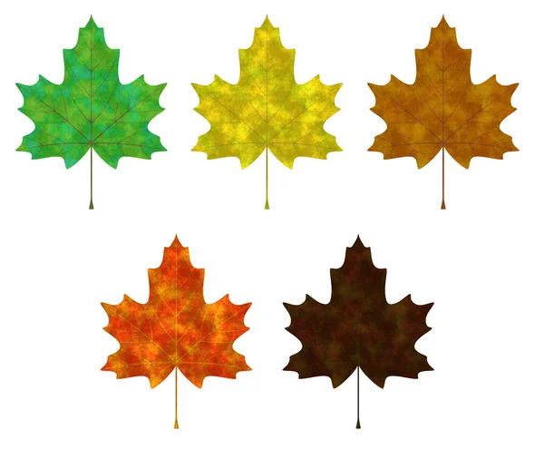 Zaman Aralığında Akçaağaç Yaprağı Rengi Değişiyor Hazırlama — Stok fotoğraf