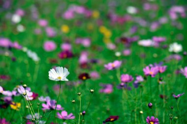 White cosmos flower with colorful blur cosmos field background 