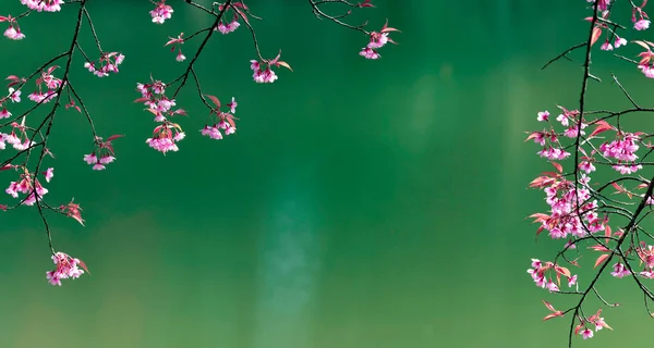 Bulanık yeşil göl zeminli pembe sakura çiçeği.