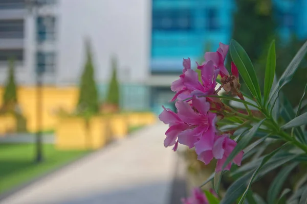 A pink flower bouquet with blur building in a garden