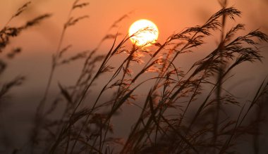 Glowing orange grass flower with blur sunset in background