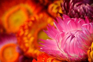 Pink white gradian Everlasting Daisy flower with blur orange background