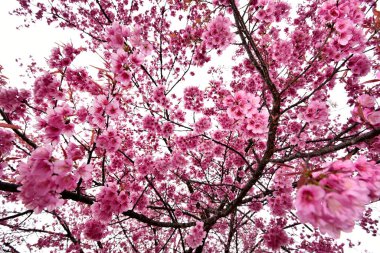 Lovely pink Sakura bouquet with pink blue blur background