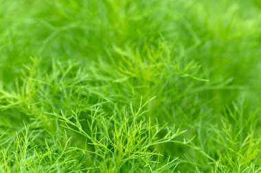 Yemyeşil eğreltiotu yaprağı sürüsü