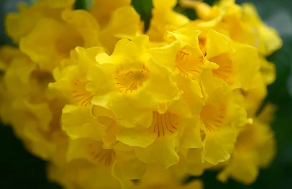 stock image Luscious Yellow Trumpet bouquet with blur background