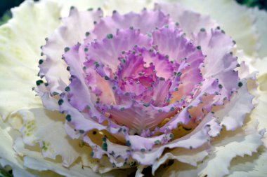 Beyaz mor renkte lahana çiçeği