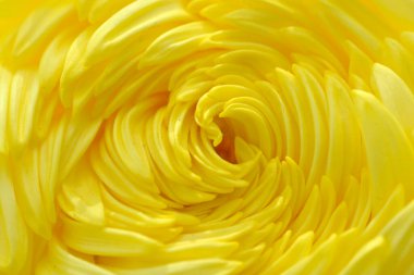 Sarı girdap Çiçek gibi 