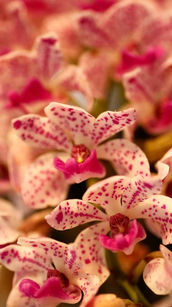 stock image Dotted orange orchid's petals with leaf green background