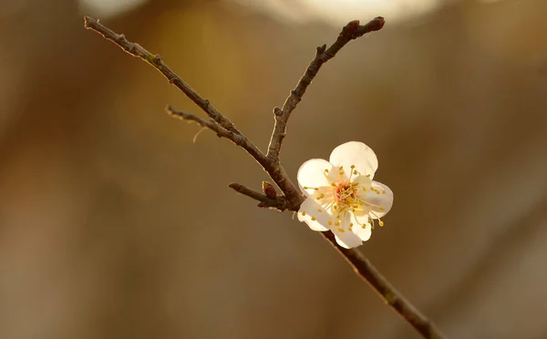 Blanc Translucide Fleur Abricot Japonais Avec Fond Bulle Flou Debout — Photo