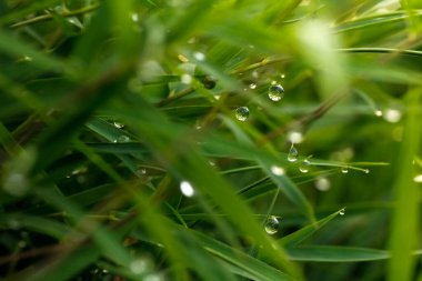 Çimen yaprağının ucundaki parlak su damlacıkları