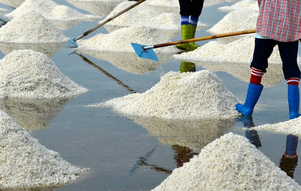 İşçiler tuz tarlasında tuz yığını yapıyor.