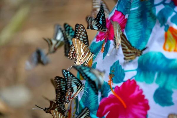 Renkli kumaş üzerinde renkli karışık kelebek türü