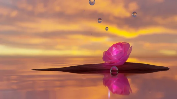 Gün batımında kahverengi üzerine tatlı pembe bir gül.)