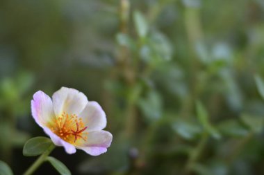 Arka planda bulanık yeşil yapraklı beyaz sarı yosun gülü