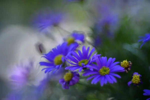 stock image Blue Swan river daisy bouquet with blur background